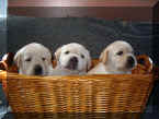 Chase's Pups_in_Basket.JPG (89849 bytes)