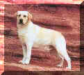 Toby Rocks.JPG (50994 bytes)